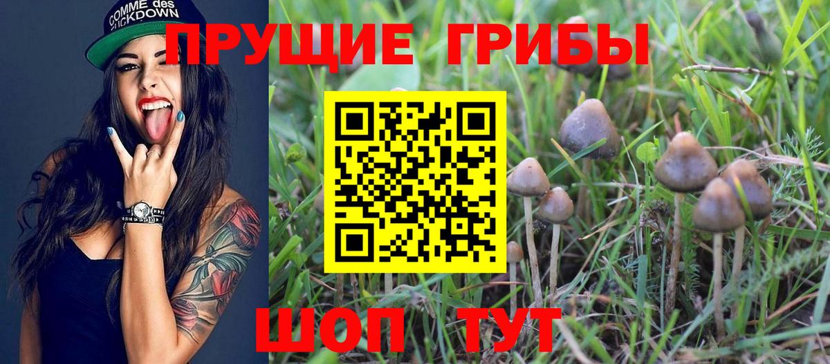Псилоцибиновые грибы GOLDEN TEACHER Таганрог